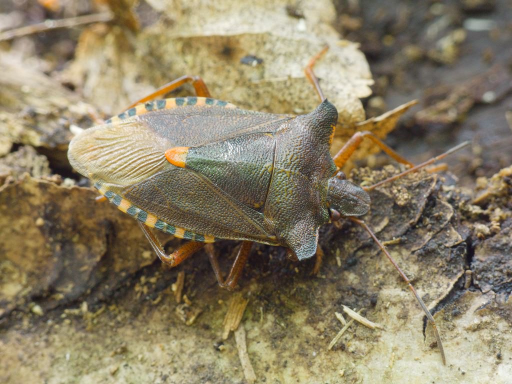 Pentatoma (Pentatoma) rufipes (Linnaeus, 1758)